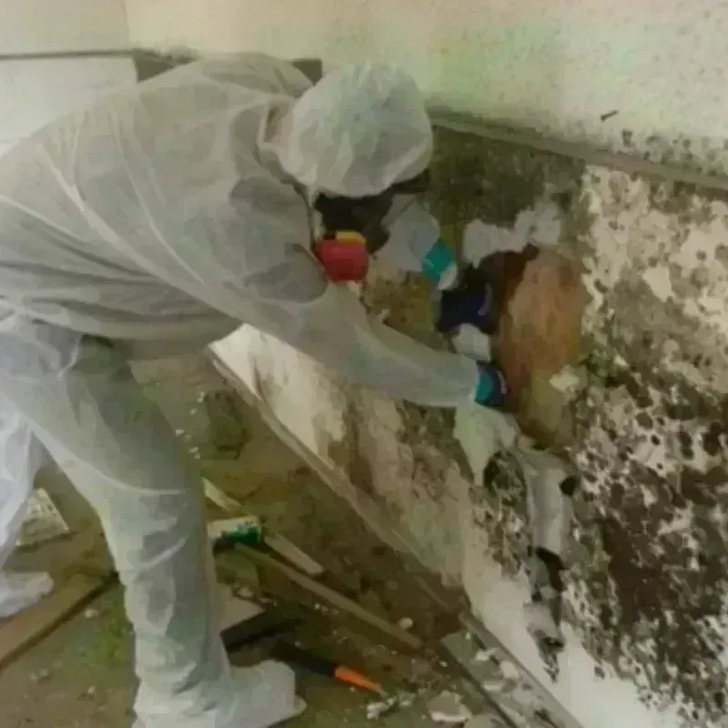 Mold Remediation and Removal in La Jolla, CA